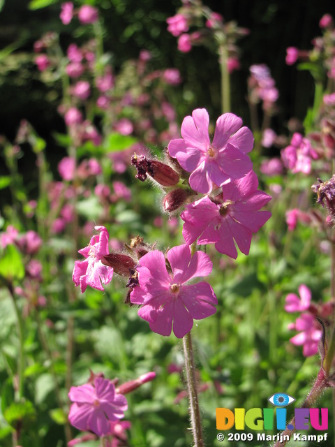 SX06317 Ragged Robin (lychnis flos-cuculi)